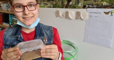 2C SchülerInnen züchten Schmetterlinge 2C SchülerInnen züchten Schmetterlinge
